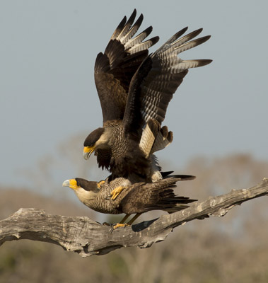 caracara